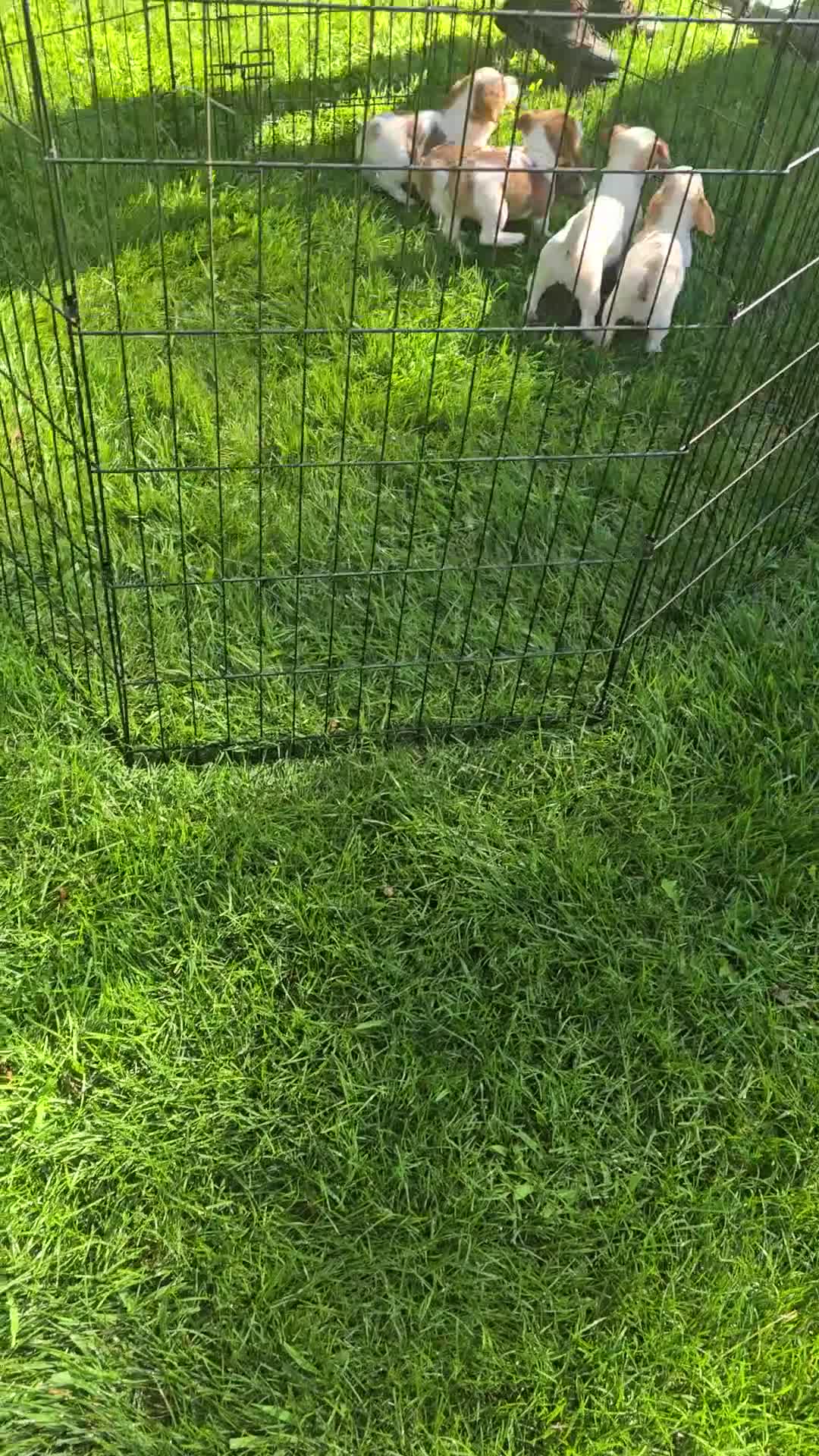 Jack Russell Terrier dogs for sale: Jack Russell Terrier 1 - Video 1