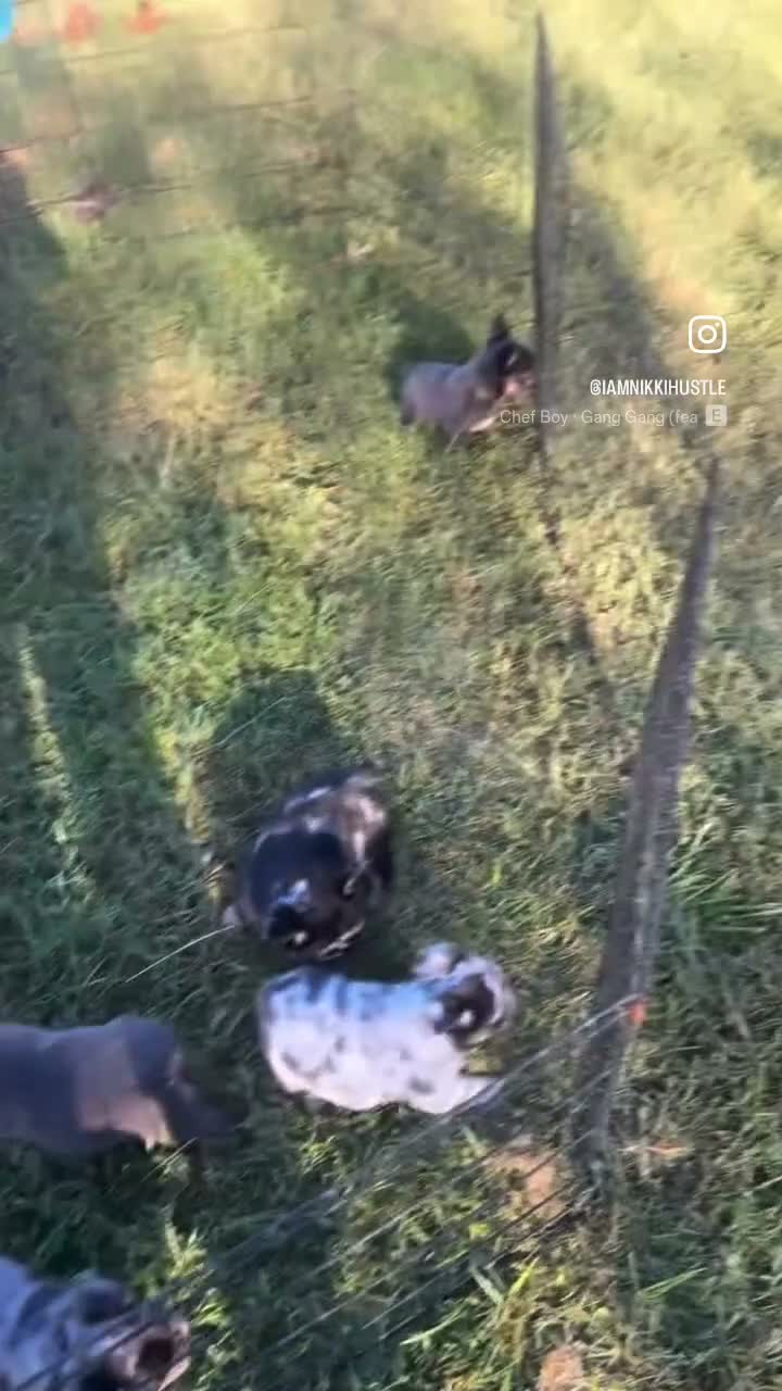 French Bulldog dogs for sale: Mike Tyson  - Video 1
