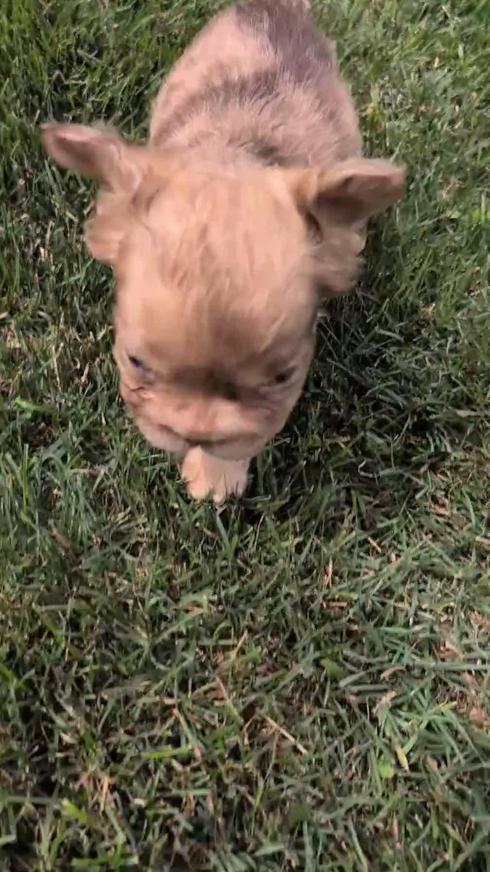French Bulldog dogs for sale: Simba - Video 1
