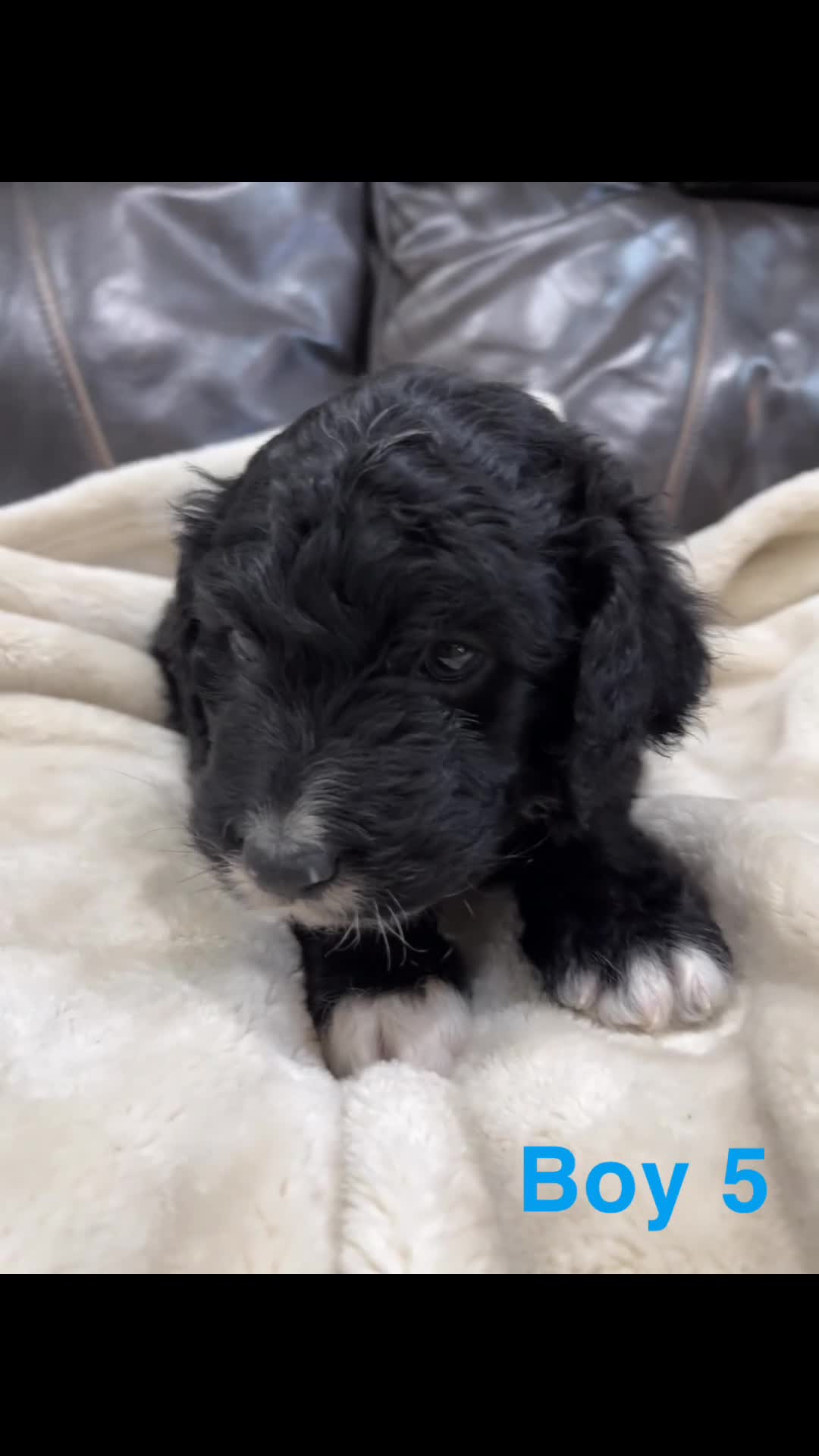 Mixed Breed dogs for sale: Boy 5 - Video 1