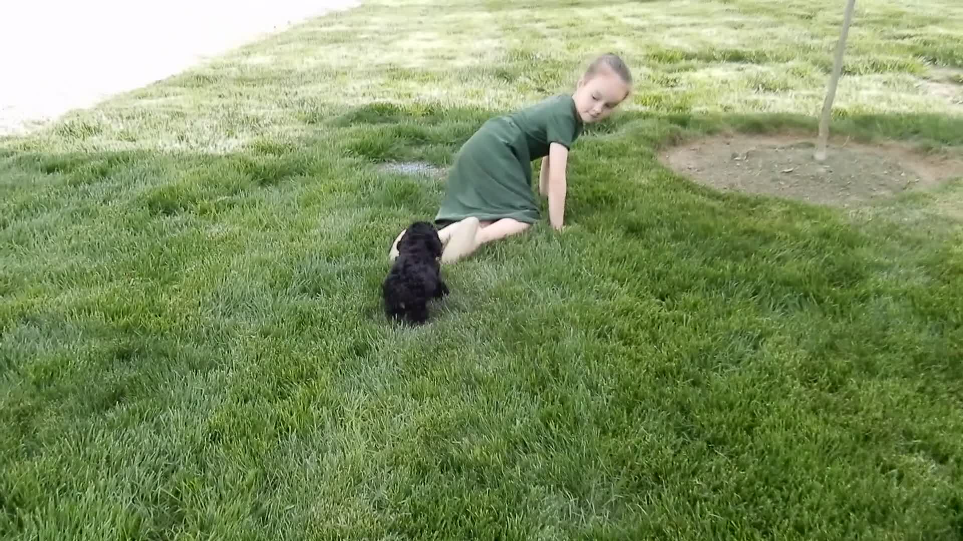 Cockapoo dogs for sale: Millie - Video 1