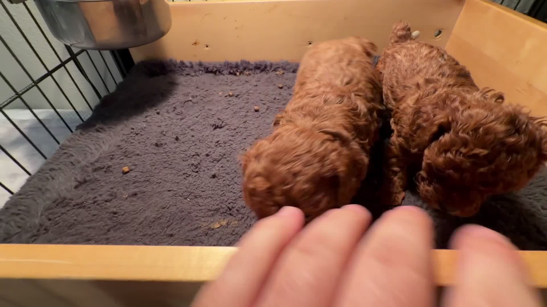 Toy Poodle dogs for sale: ❤️🐻 AKC Mahogany Red Male Teacup Toy Poodle 🐻❤️ - Video 1