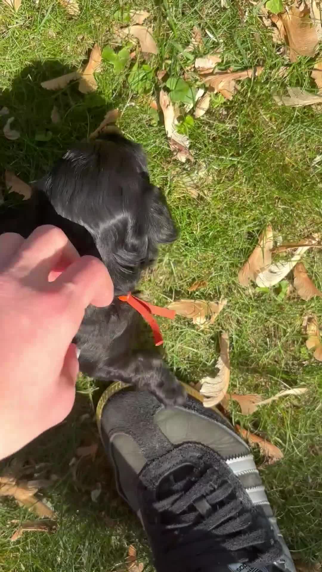 Yorkiepoo dogs for sale: Mushu - Video 1