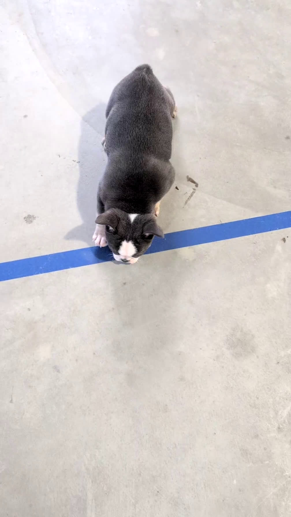 French Bulldog dogs for sale: Xena - Video 1