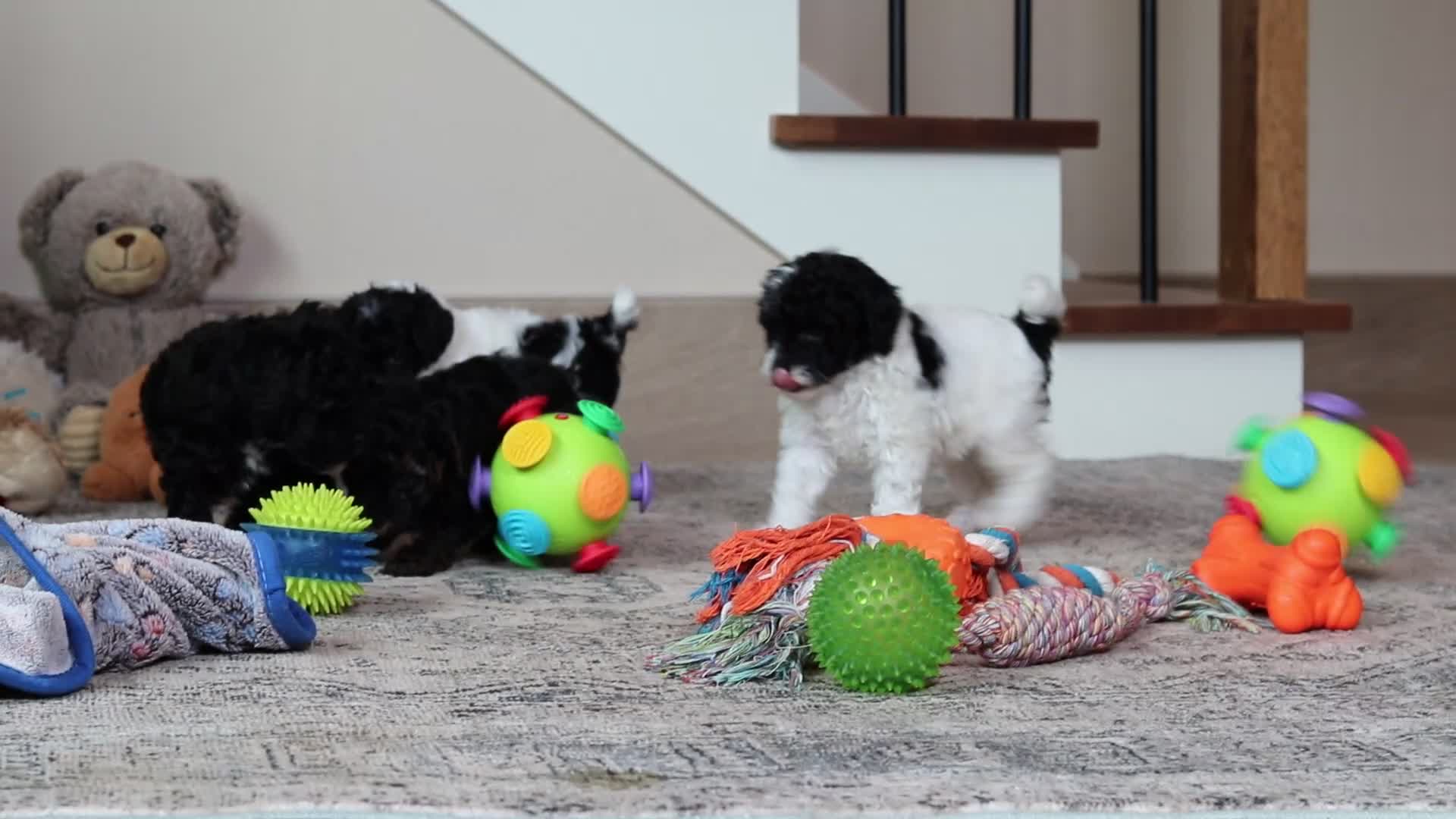 Mixed Breed dogs for sale: Ember - Video 1