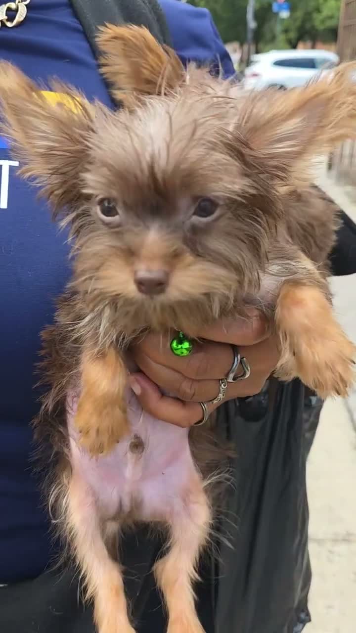 Yorkshire Terrier dogs for sale: Yorkshire Terrier 1 - Video 2