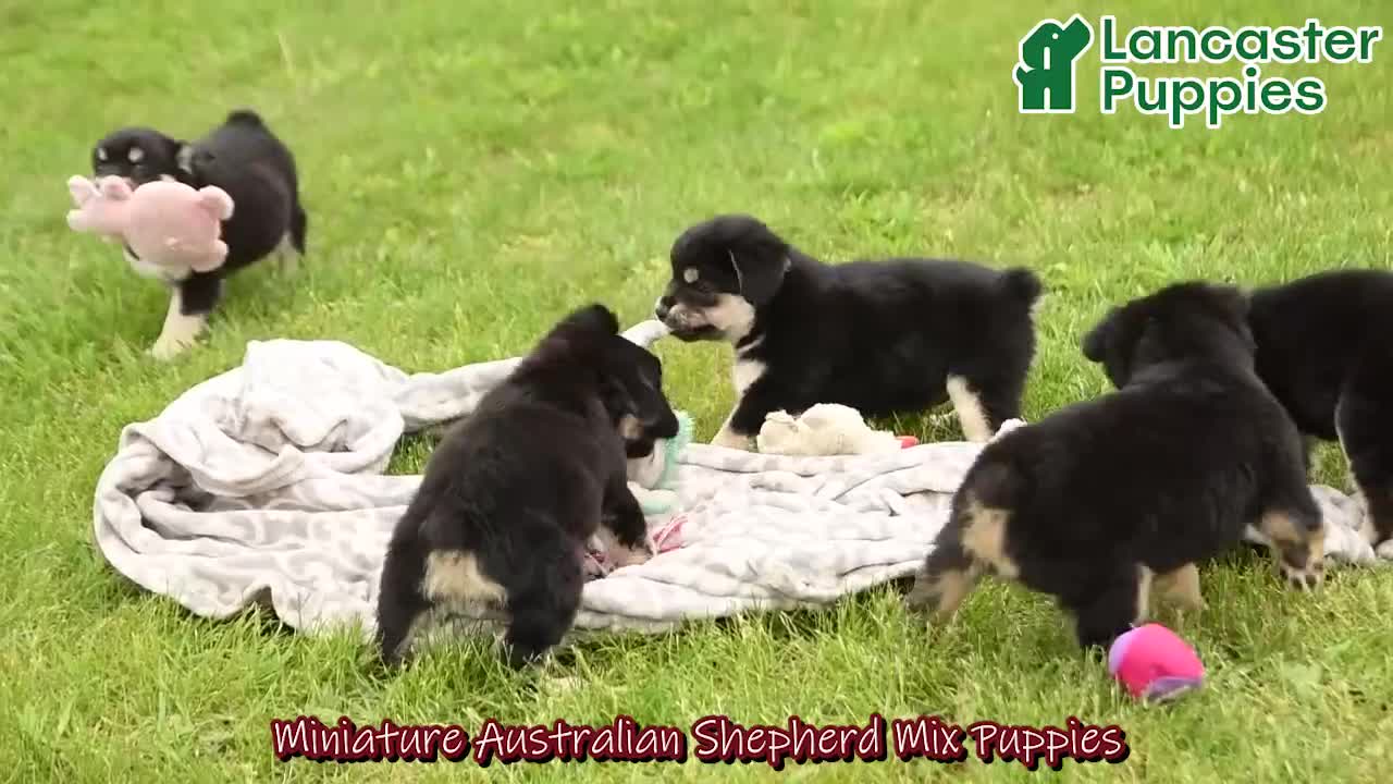 Mixed Breed dogs for sale: Norway - Video 1