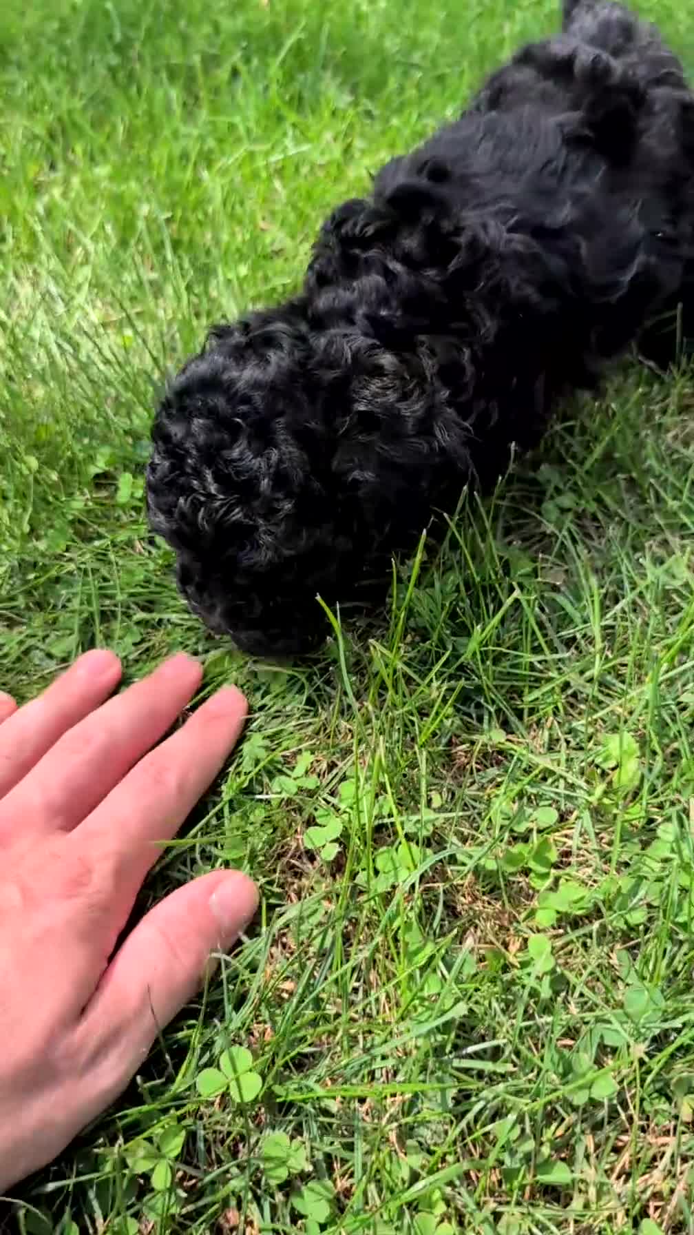 Havapoo dogs for sale: Malia - Video 1