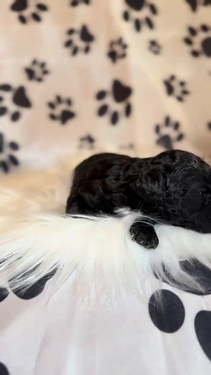 Toy Poodle dogs for sale: Italy  - Video 3