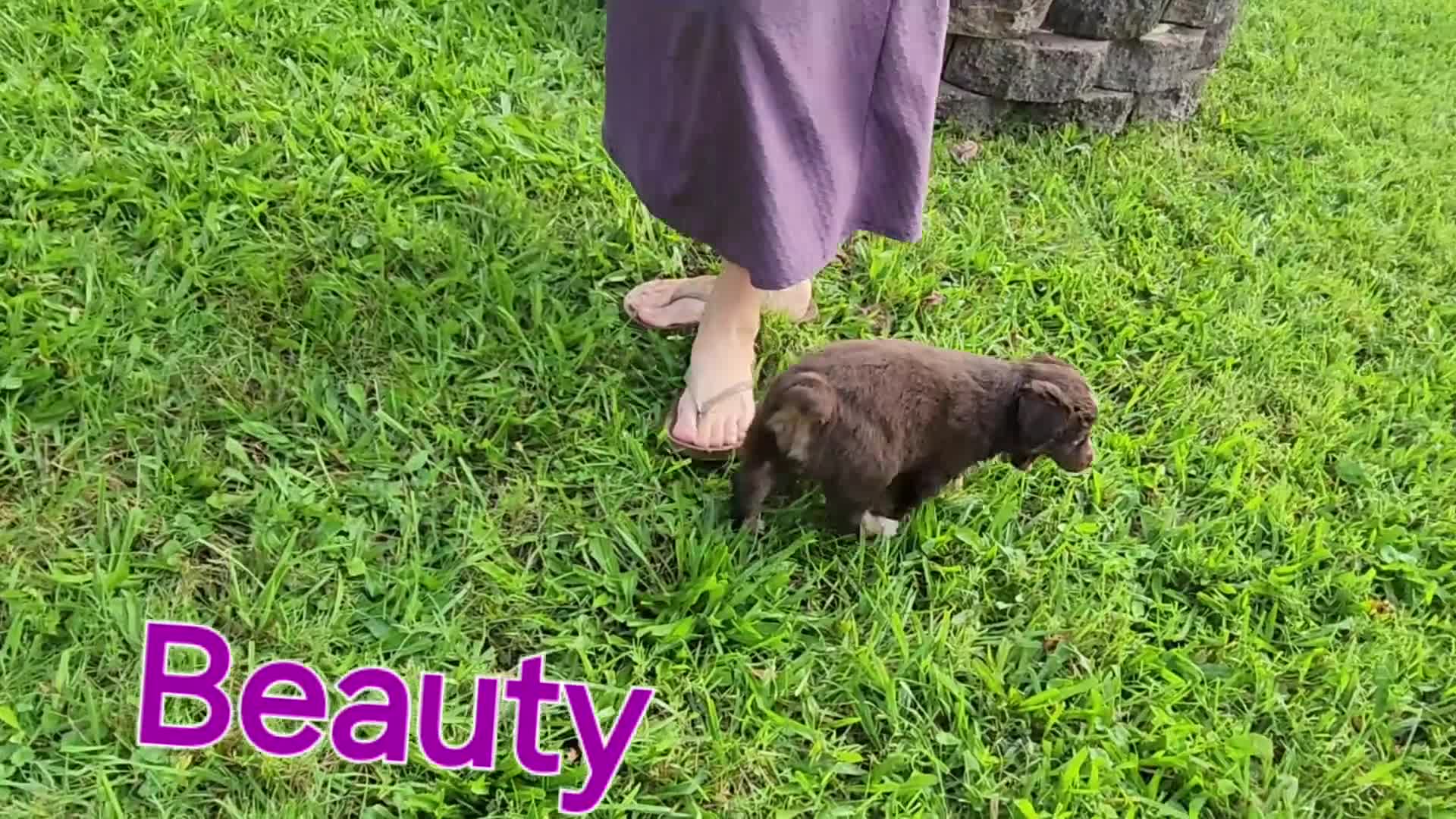 Miniature Australian Shepherd dogs for sale: Beauty  - Video 1