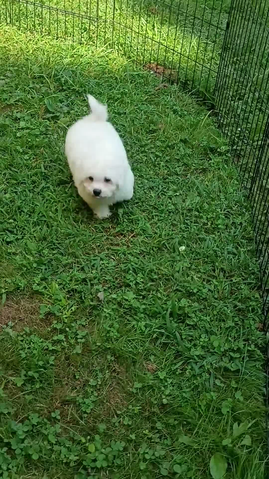 Bichon Frise dogs for sale: Snow  - Video 2