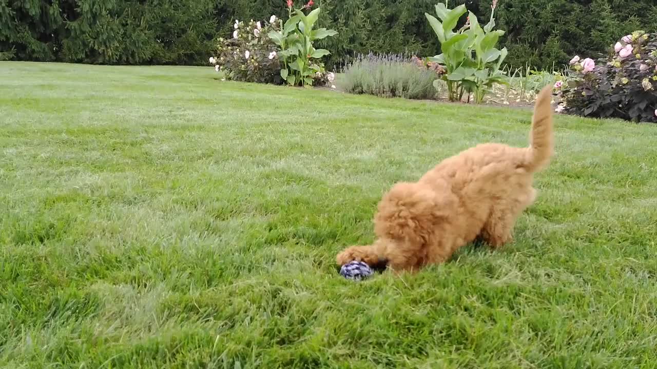 Mini Goldendoodle dogs for sale: Winston - Video 1