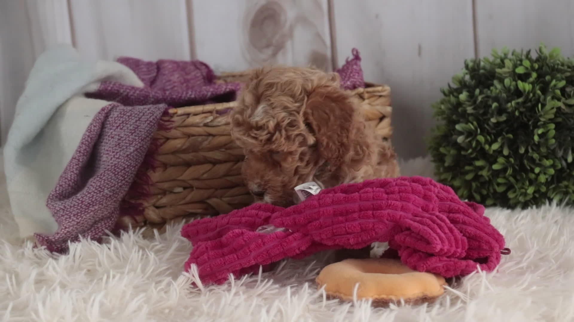 Miniature Poodle dogs for sale: Jocelyn - Video 1