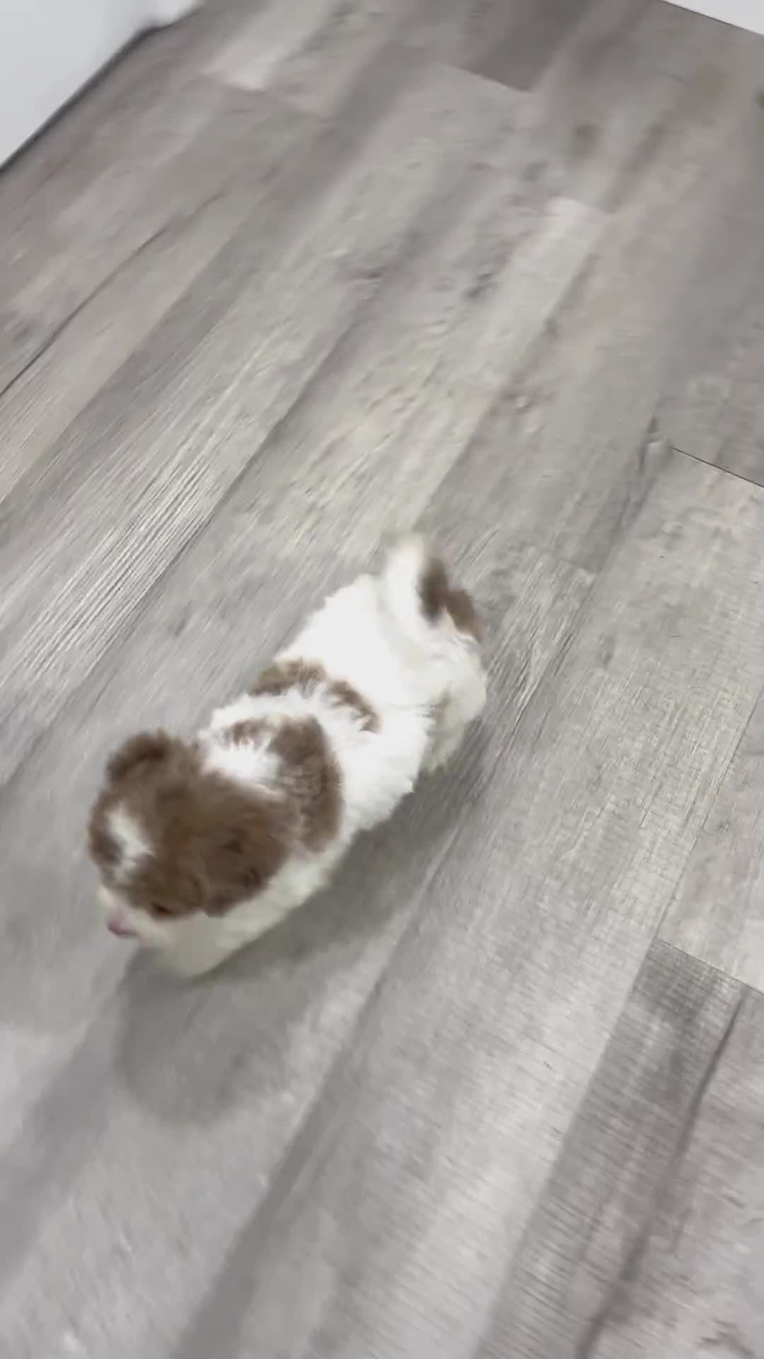 Miniature Poodle dogs for sale: Timmy - Video 1