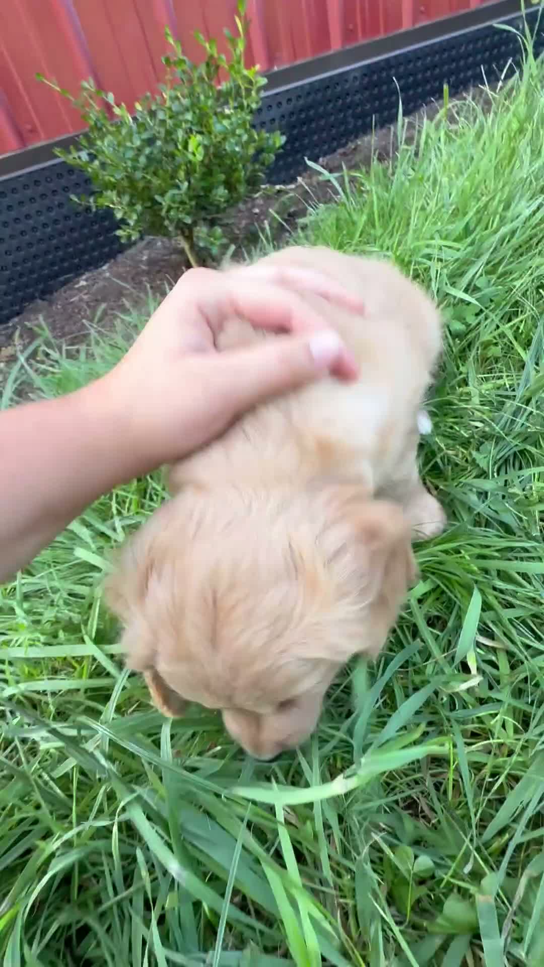 Miniature Golden Retriever dogs for sale: Ginger - Video 1
