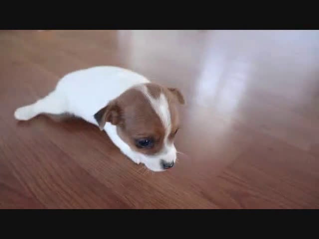 Jack Russell Terrier dogs for sale: Sally - Video 1