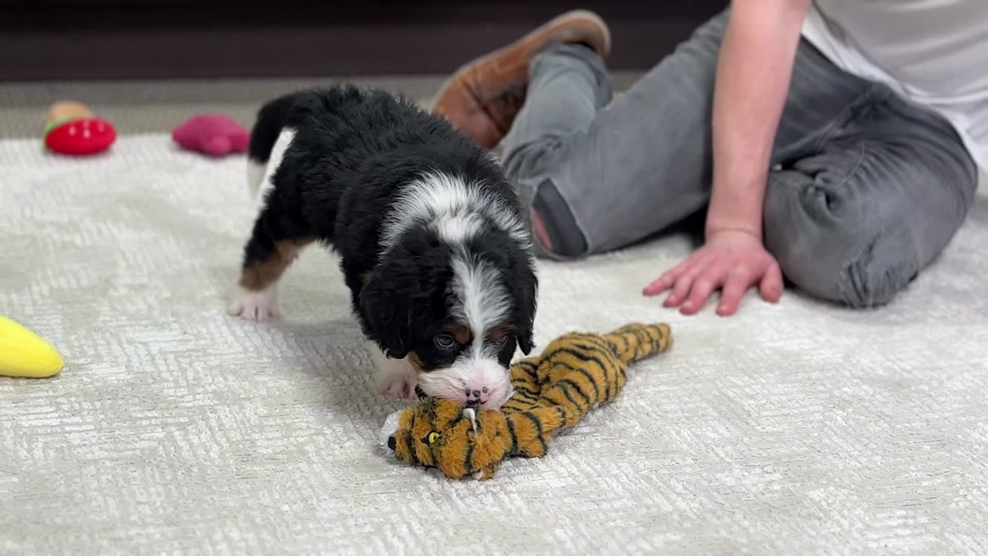 Mini Bernedoodle dogs for sale: Simba - Video 1