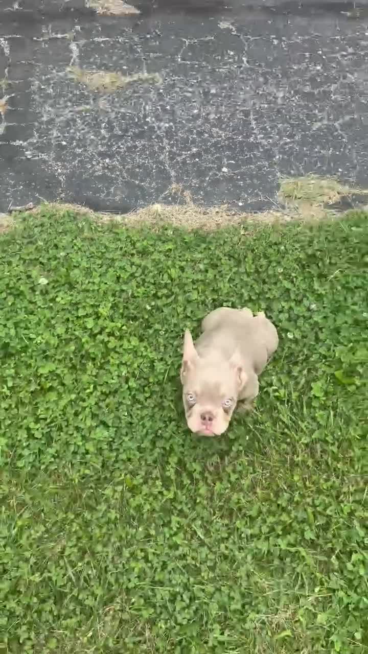 American Bully dogs for sale: Lilo - Video 3