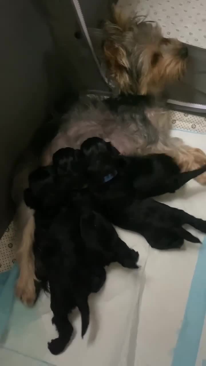 Yorkiepoo dogs for sale: Yorkiepoo Puppy - Blue - Video 2