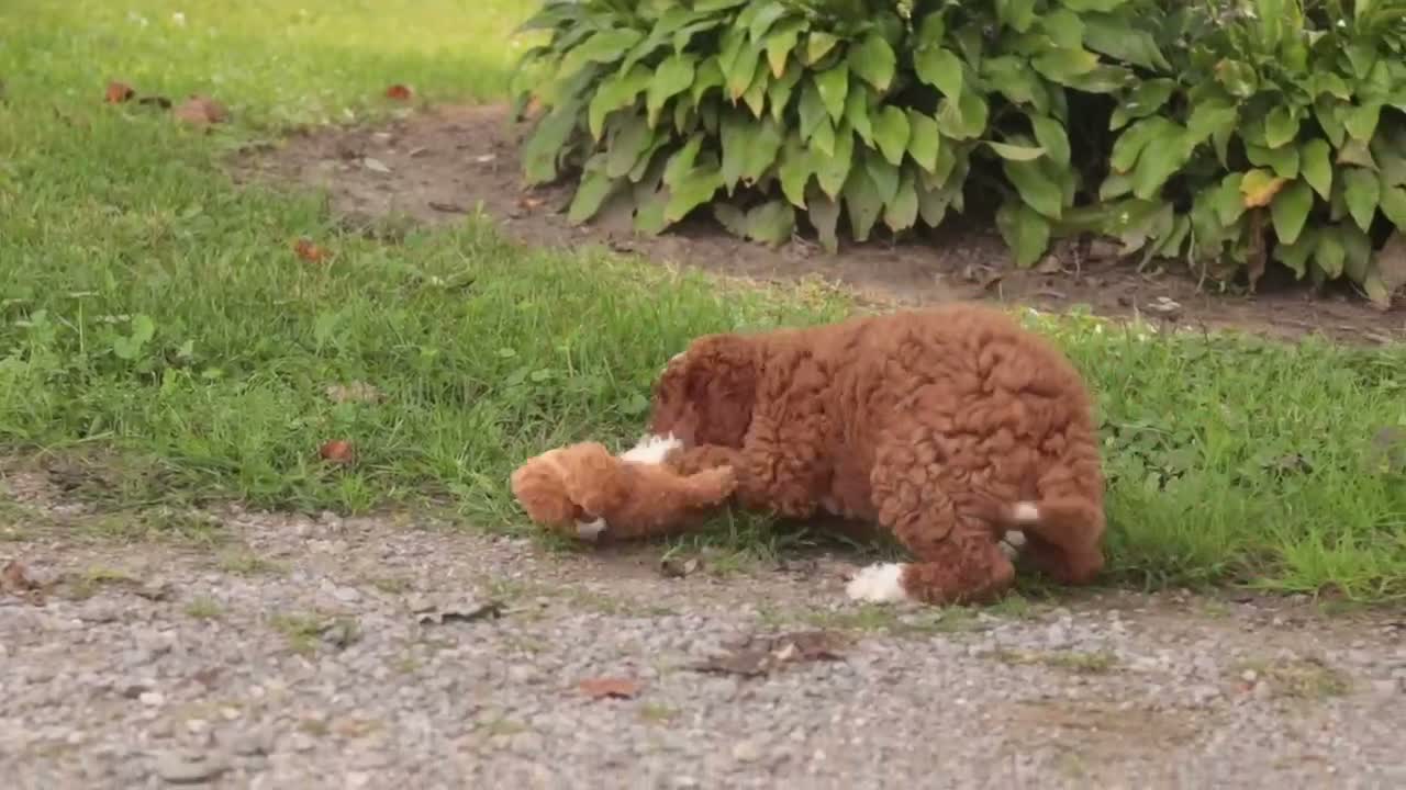 Cavapoo dogs for sale: Bella Cavapoo  - Video 5