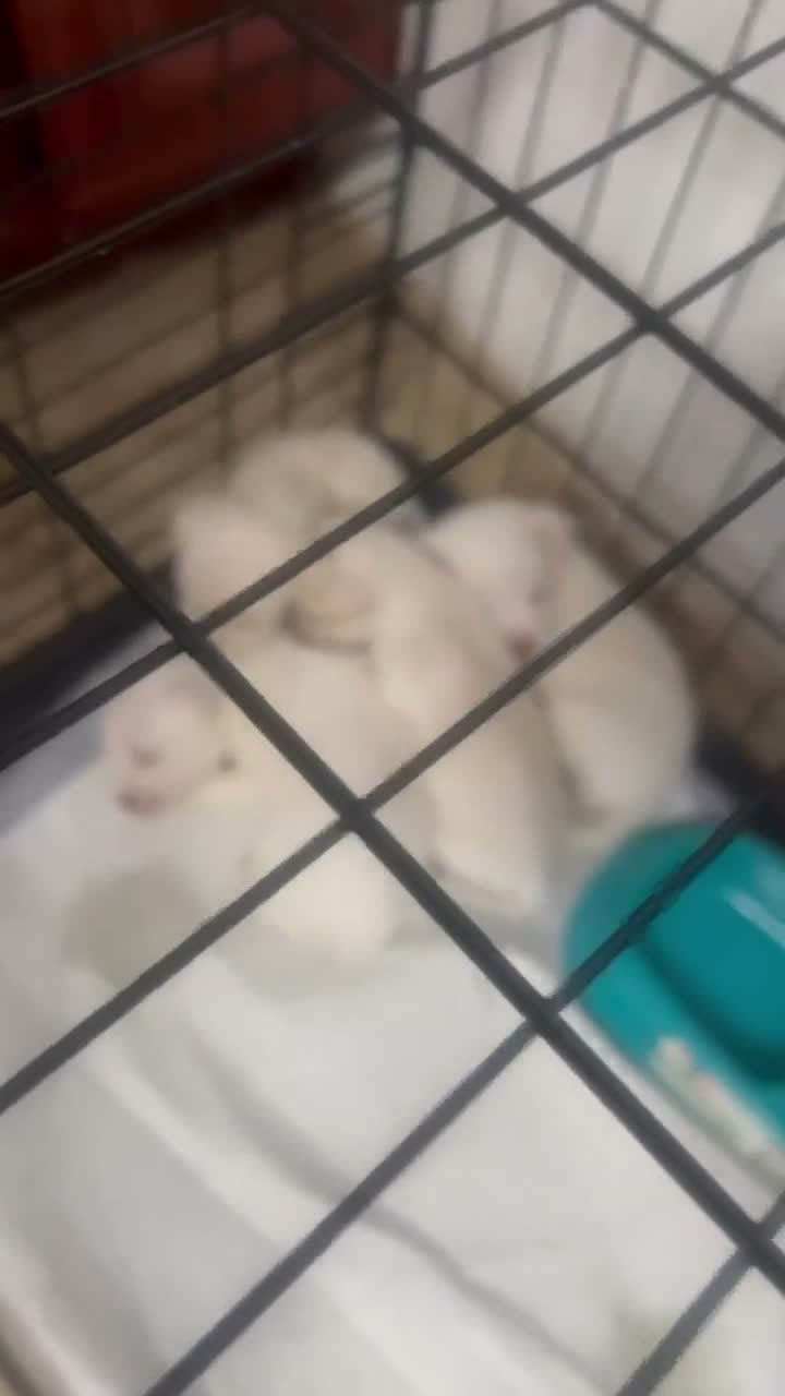 Shih Tzu dogs for sale: Shih Tzu and Chihuahua  - Video 1