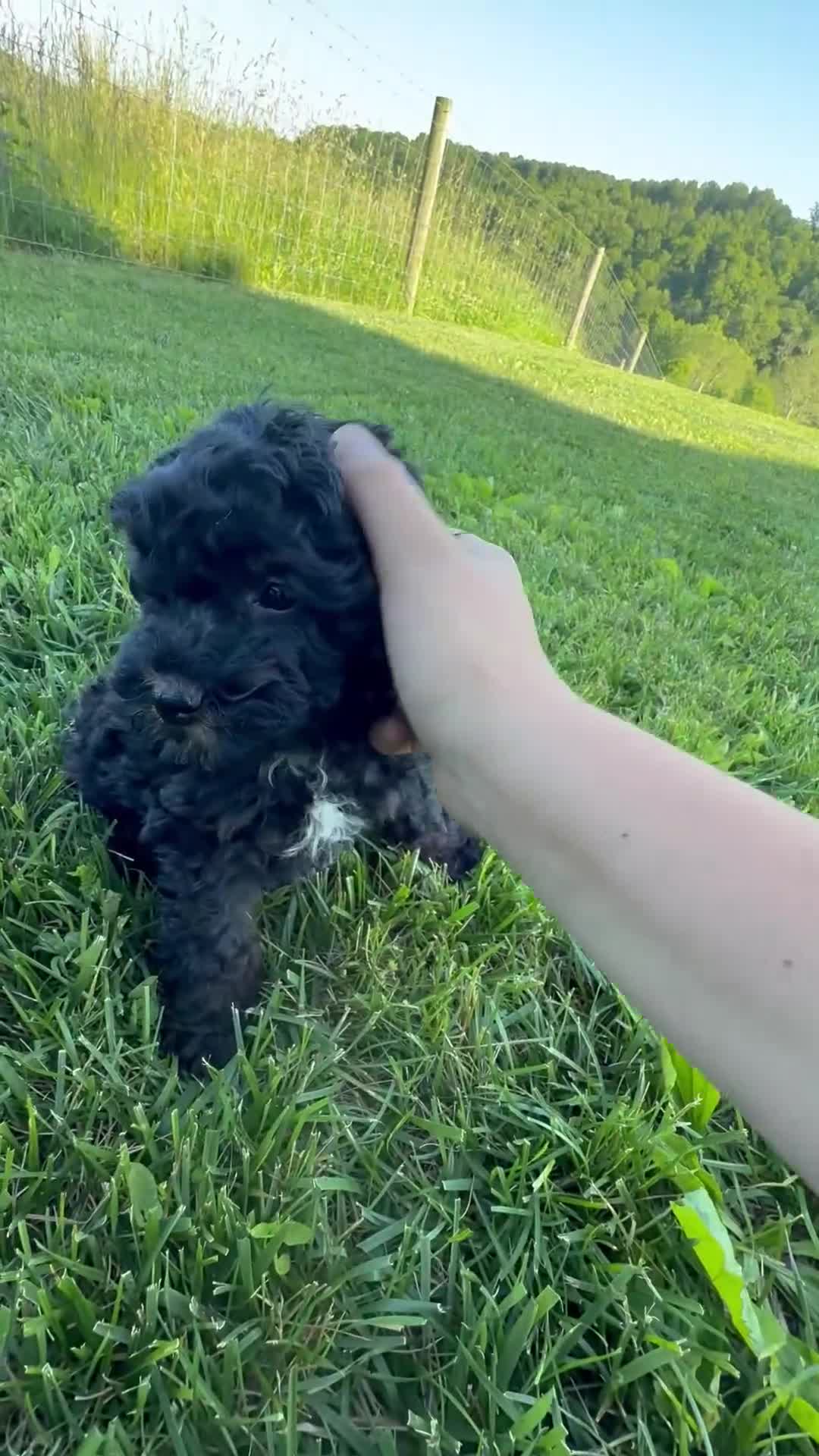 Mini Bernedoodle dogs for sale: Ford - Video 1