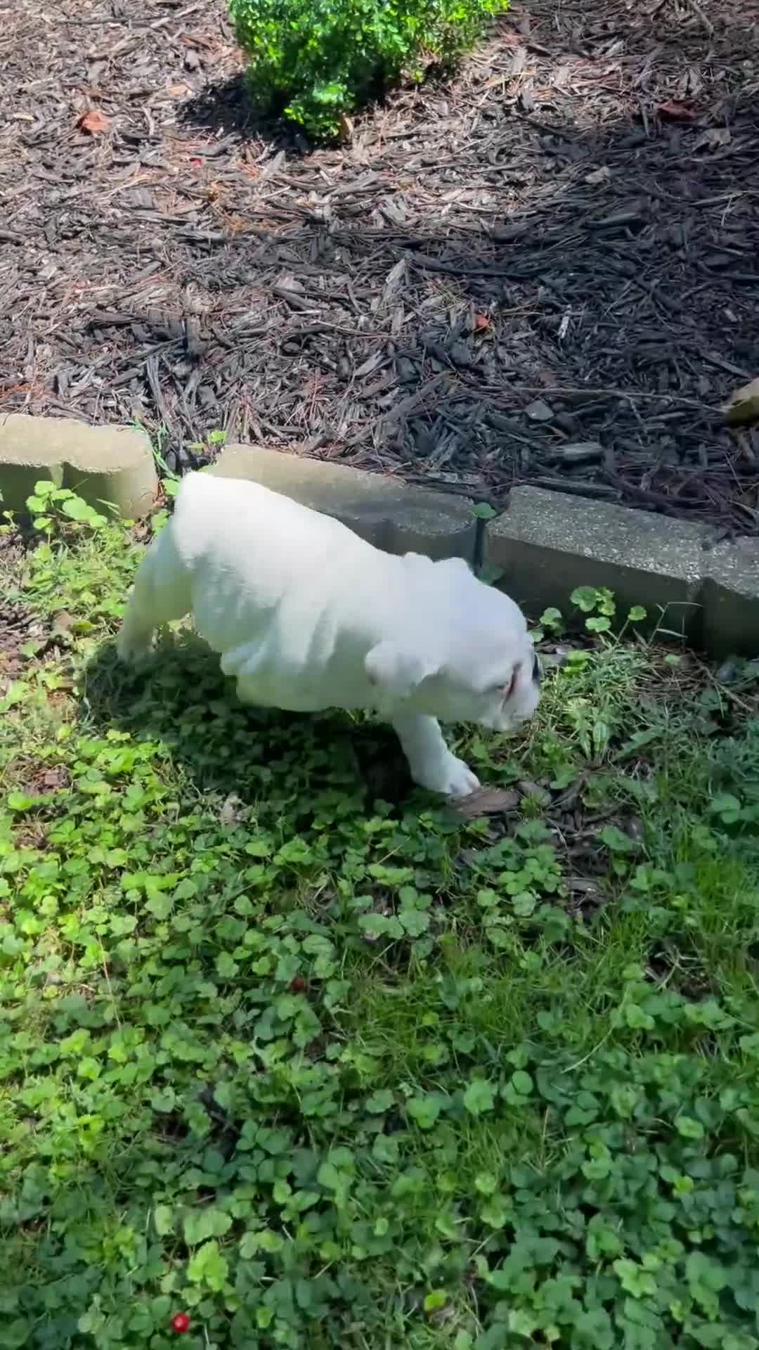 English Bulldog dogs for sale: Elsa - Video 1