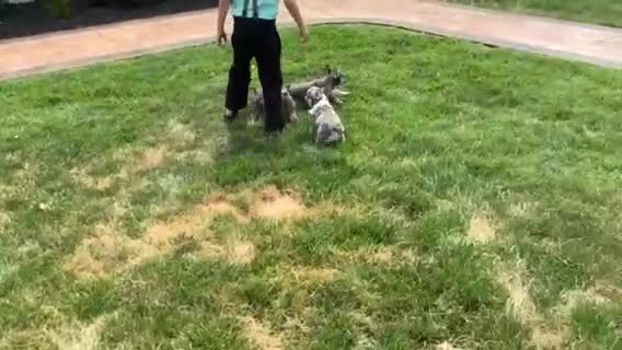 French Bulldog dogs for sale: Vadar - Video 1