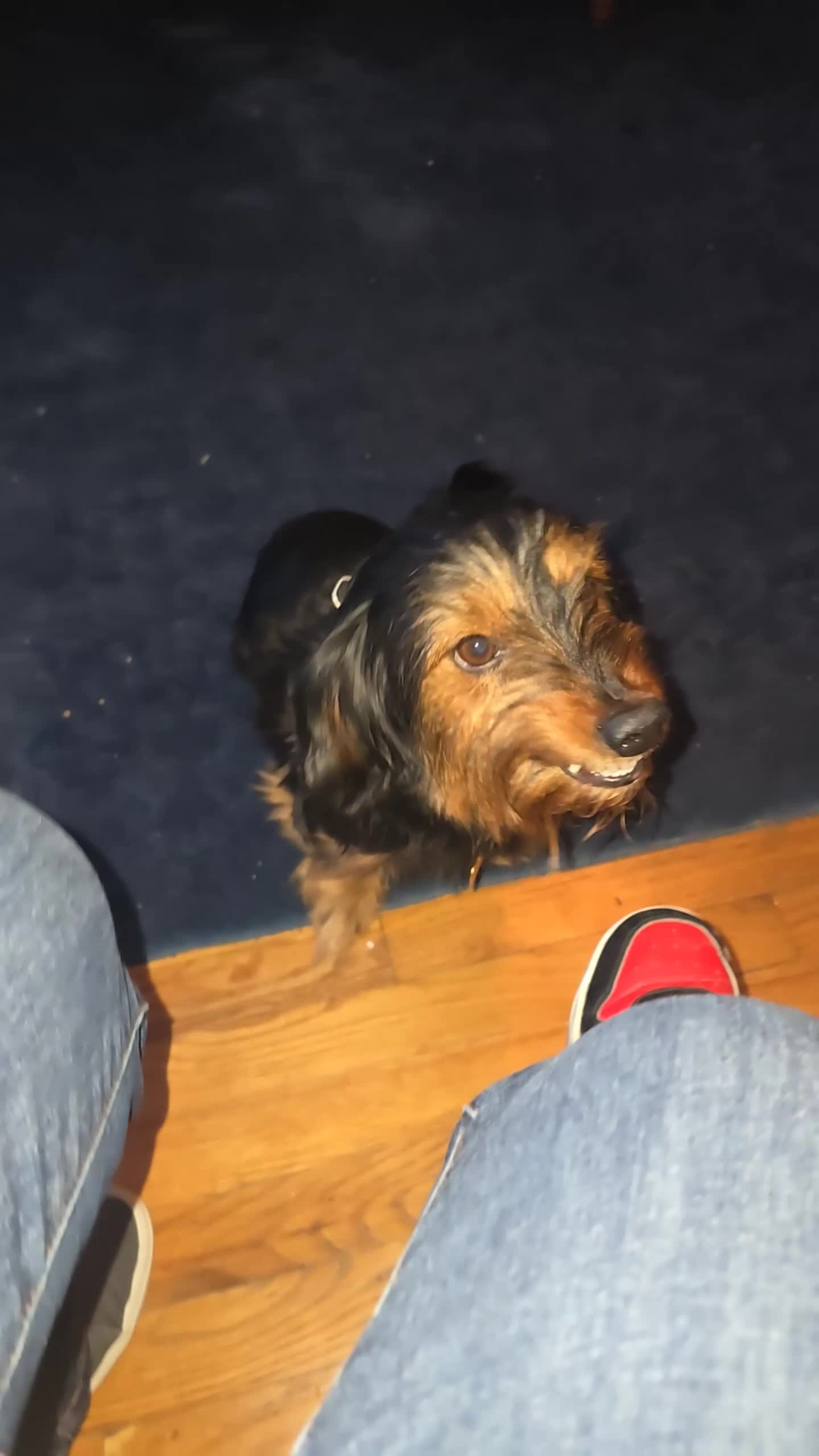 Mixed Breed dogs for sale: Lily - Video 5