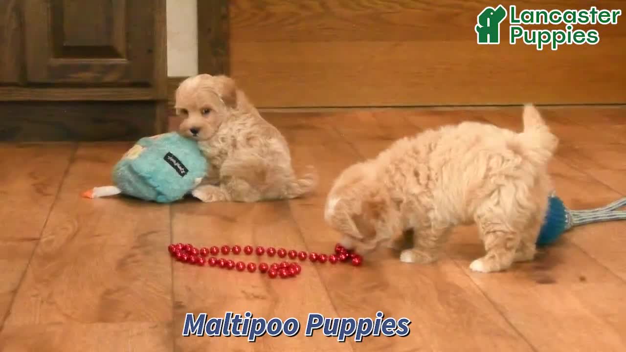 Maltipoo dogs for sale: Lucas - Video 1