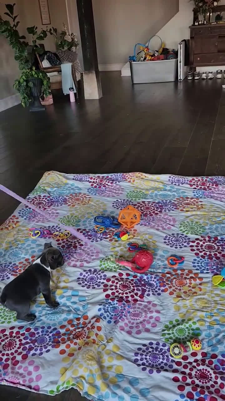 French Bulldog dogs for sale: Rascal - Video 1