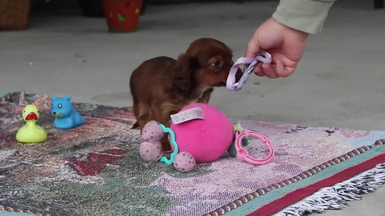 Miniature Dachshund dogs for sale: Rylie - Video 1