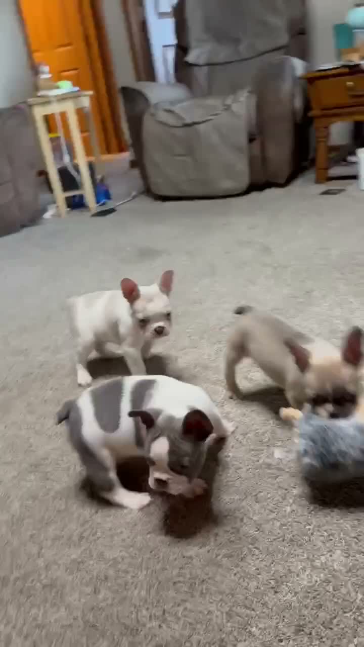 French Bulldog dogs for sale: Sammy - Video 2