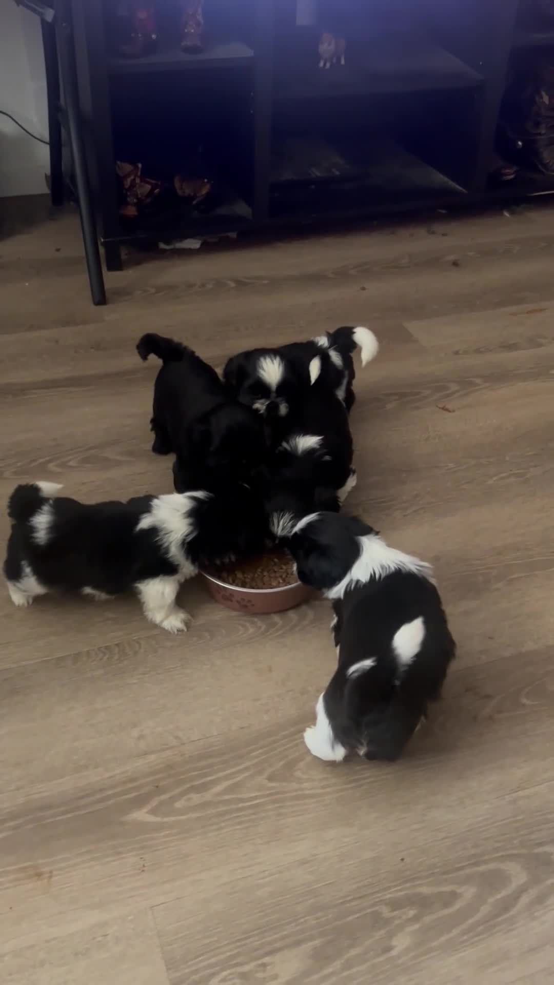 Shih Tzu dogs for sale: Shih Tzu 1 - Video 3
