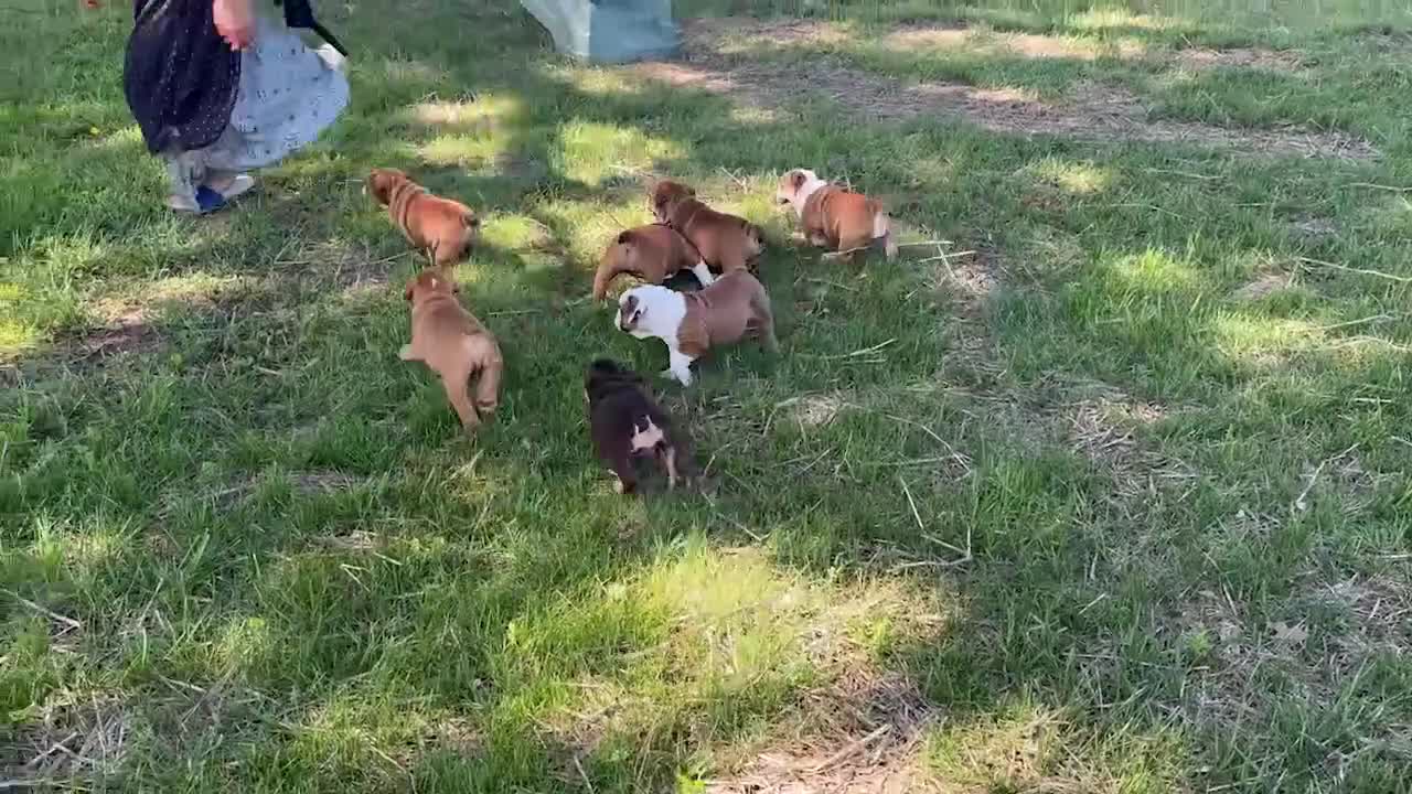 English Bulldog dogs for sale: Roxy - Video 1
