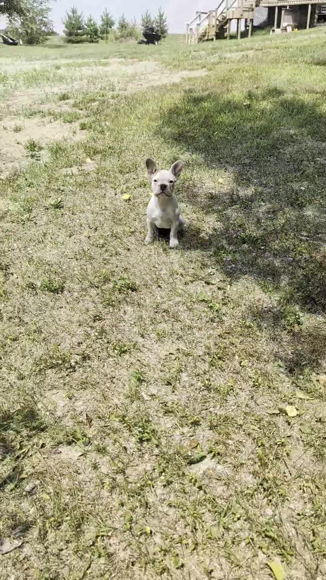 French Bulldog dogs for sale: French Bulldog 1 - Video 1