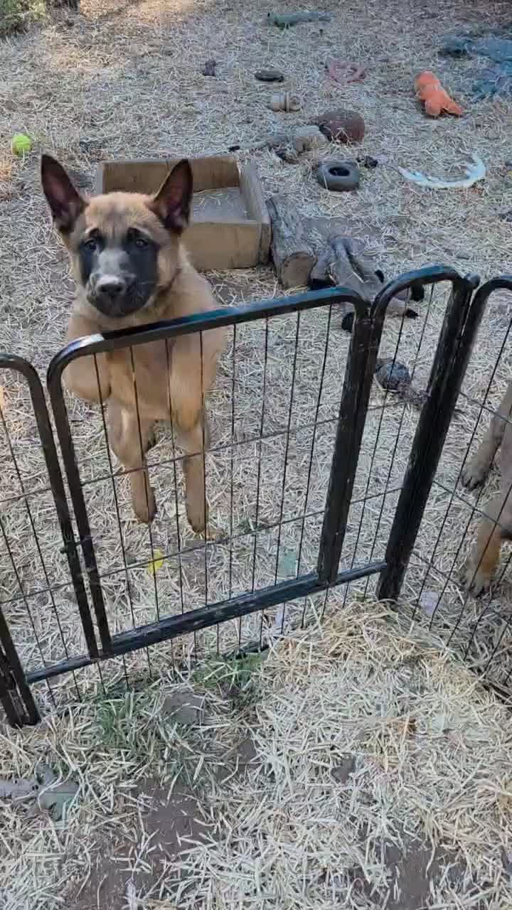 Belgian Malinois dogs for sale: Belgian Malinois 1 - Video 1
