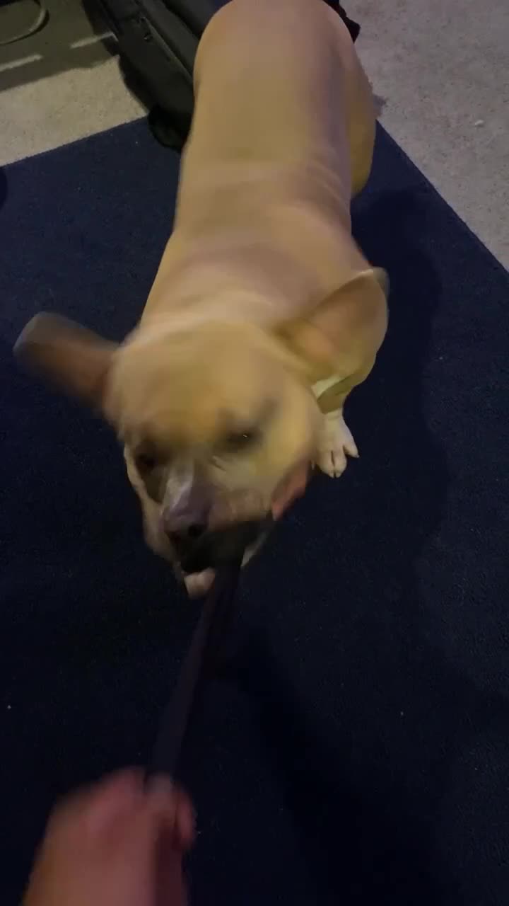 American Bully dogs for stud: Pierre  - Video 1