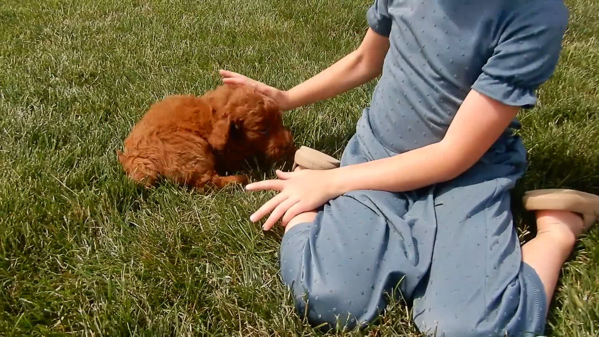 Mini Goldendoodle dogs for sale: Lucy - Video 2