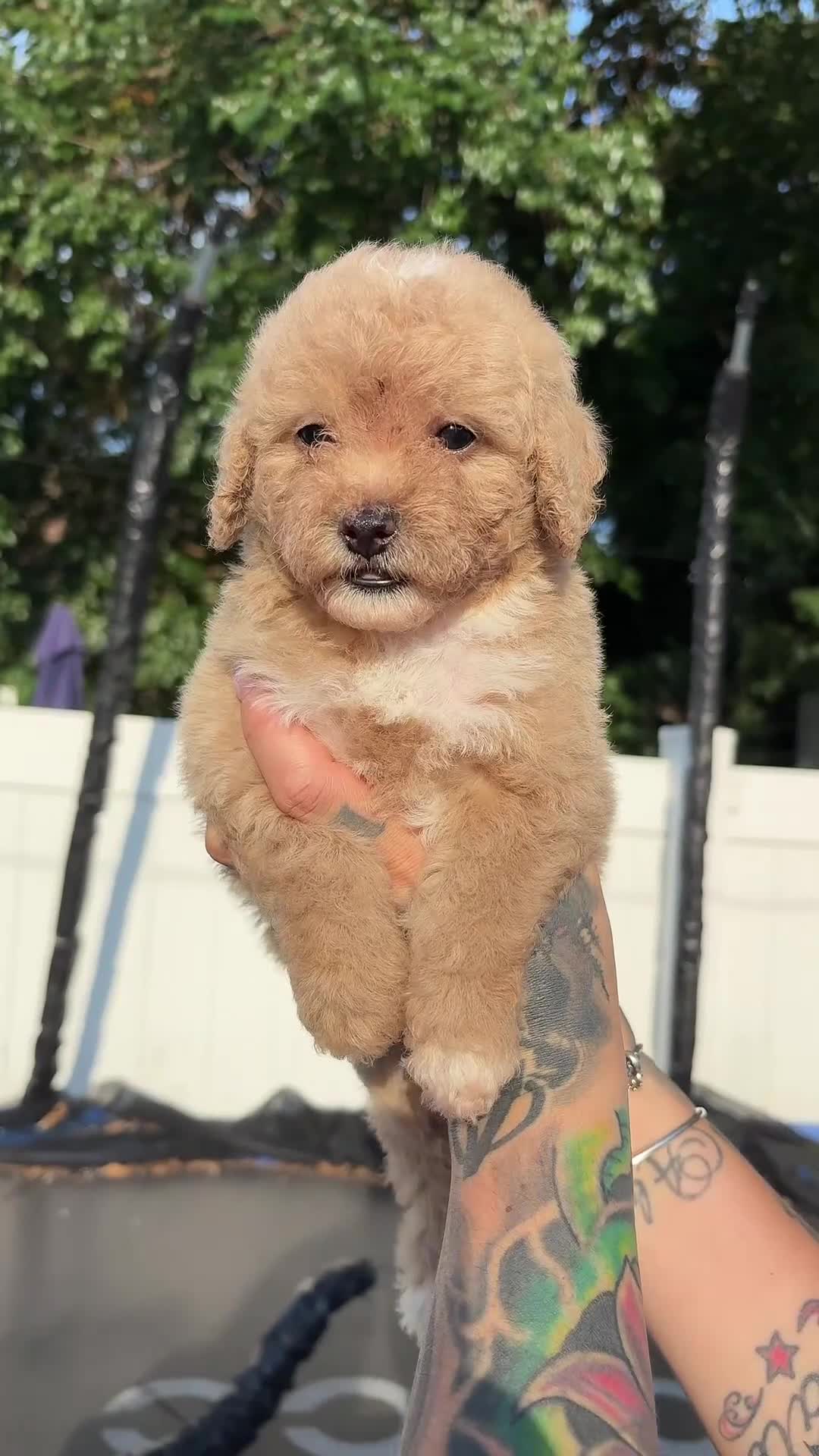 Miniature Poodle dogs for sale: Mini poodle  - Video 1