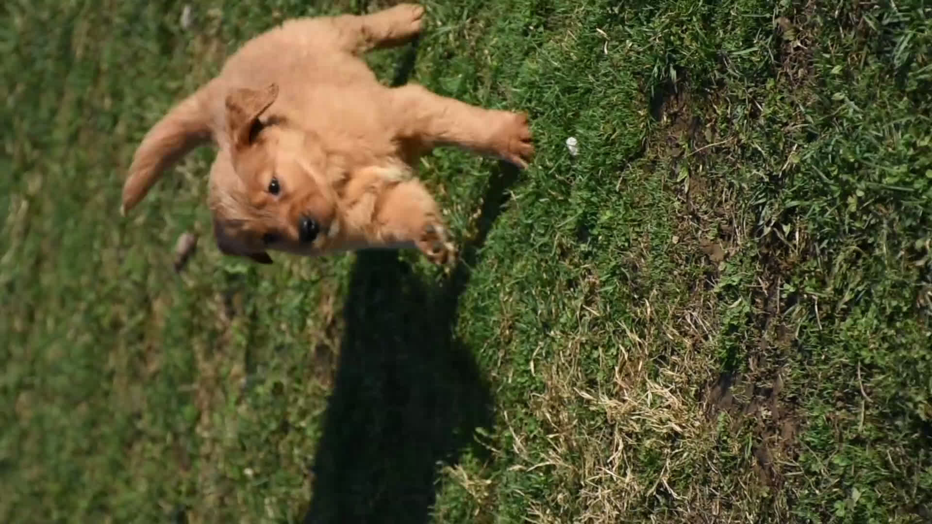 Golden Retriever dogs for sale: Taffy       Genetic/OFA - Video 1