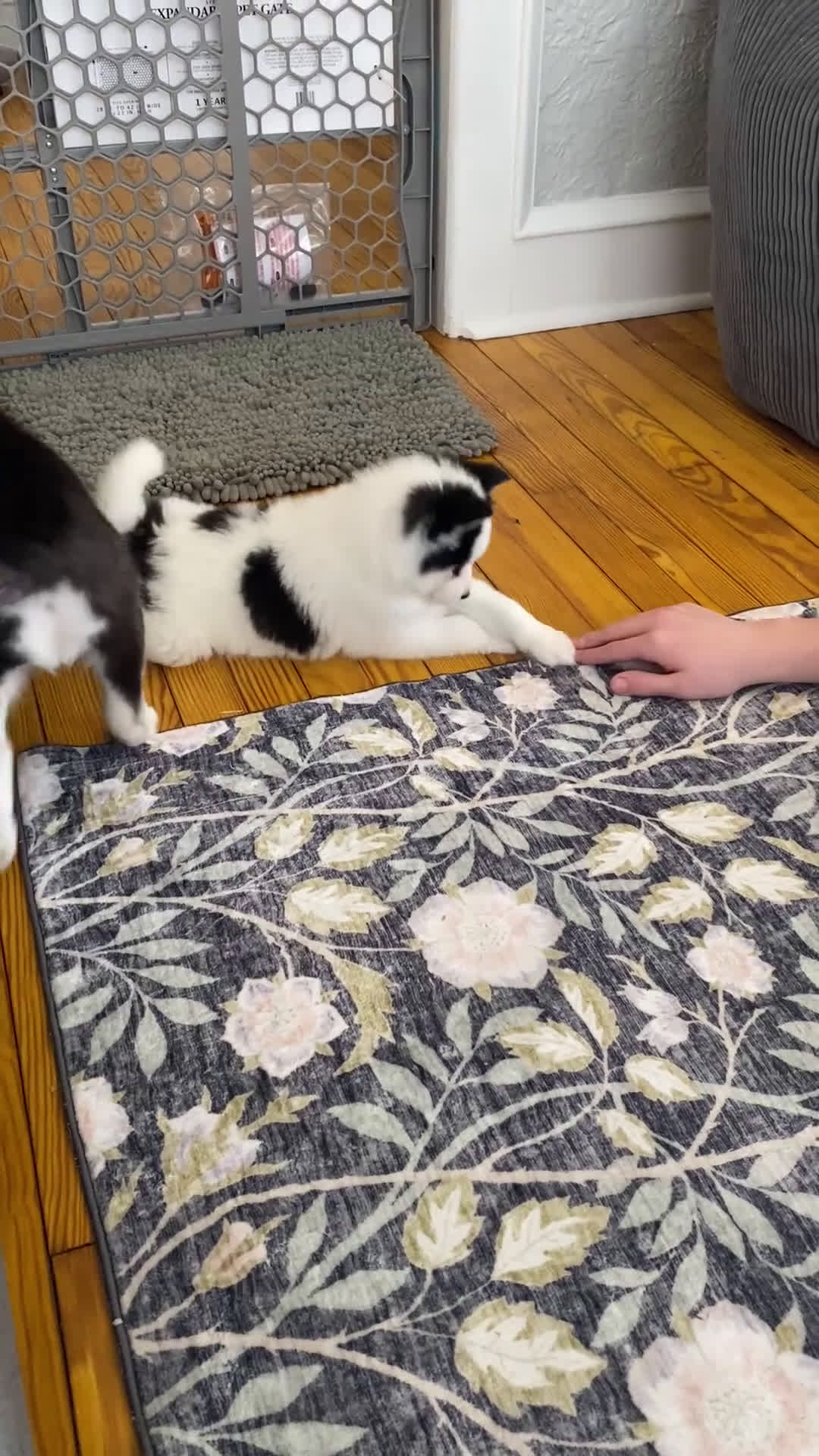 Pomsky dogs for sale: Kiki  - Video 1