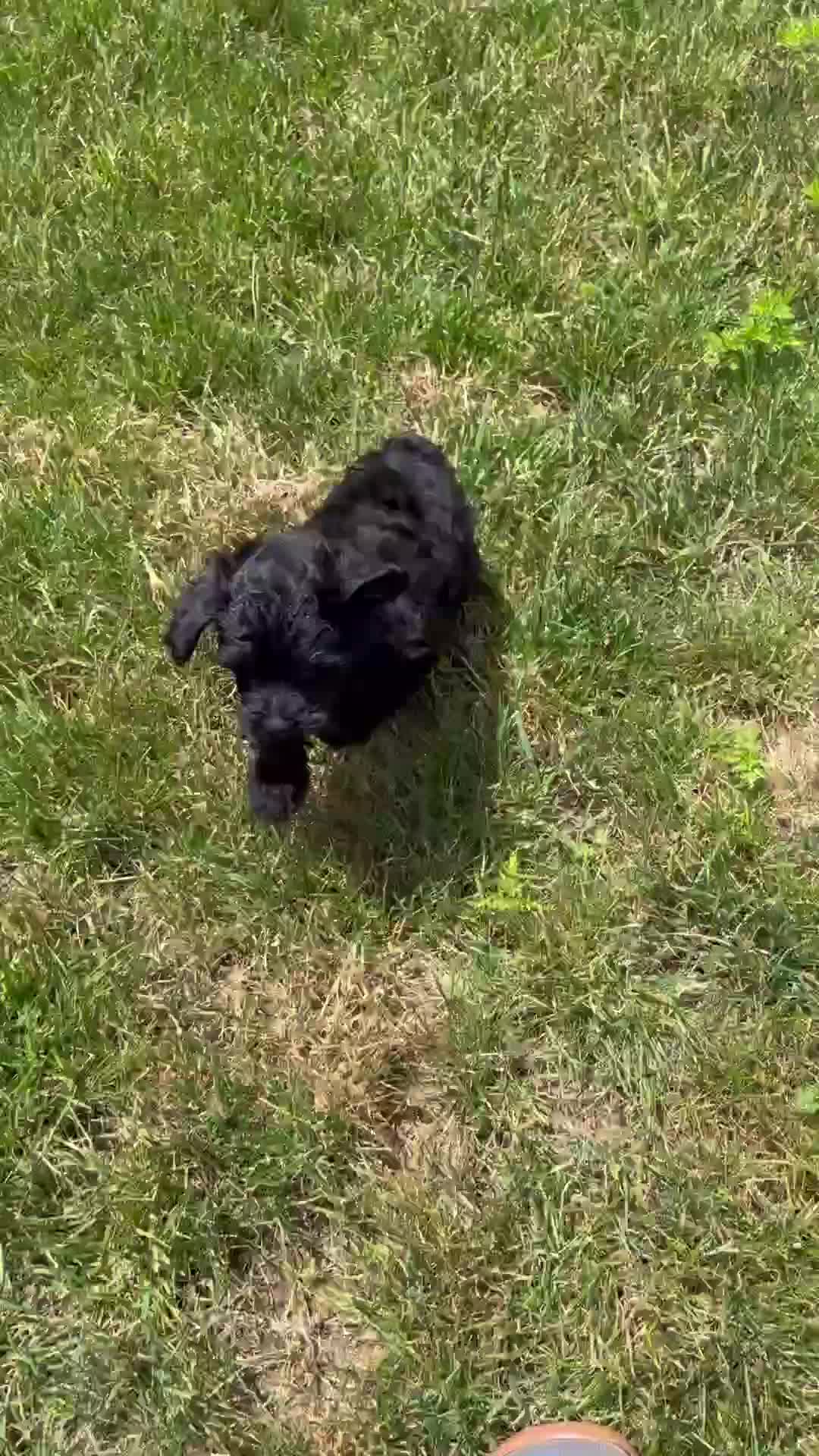 Yorkiepoo dogs for sale: Tisha - Video 1