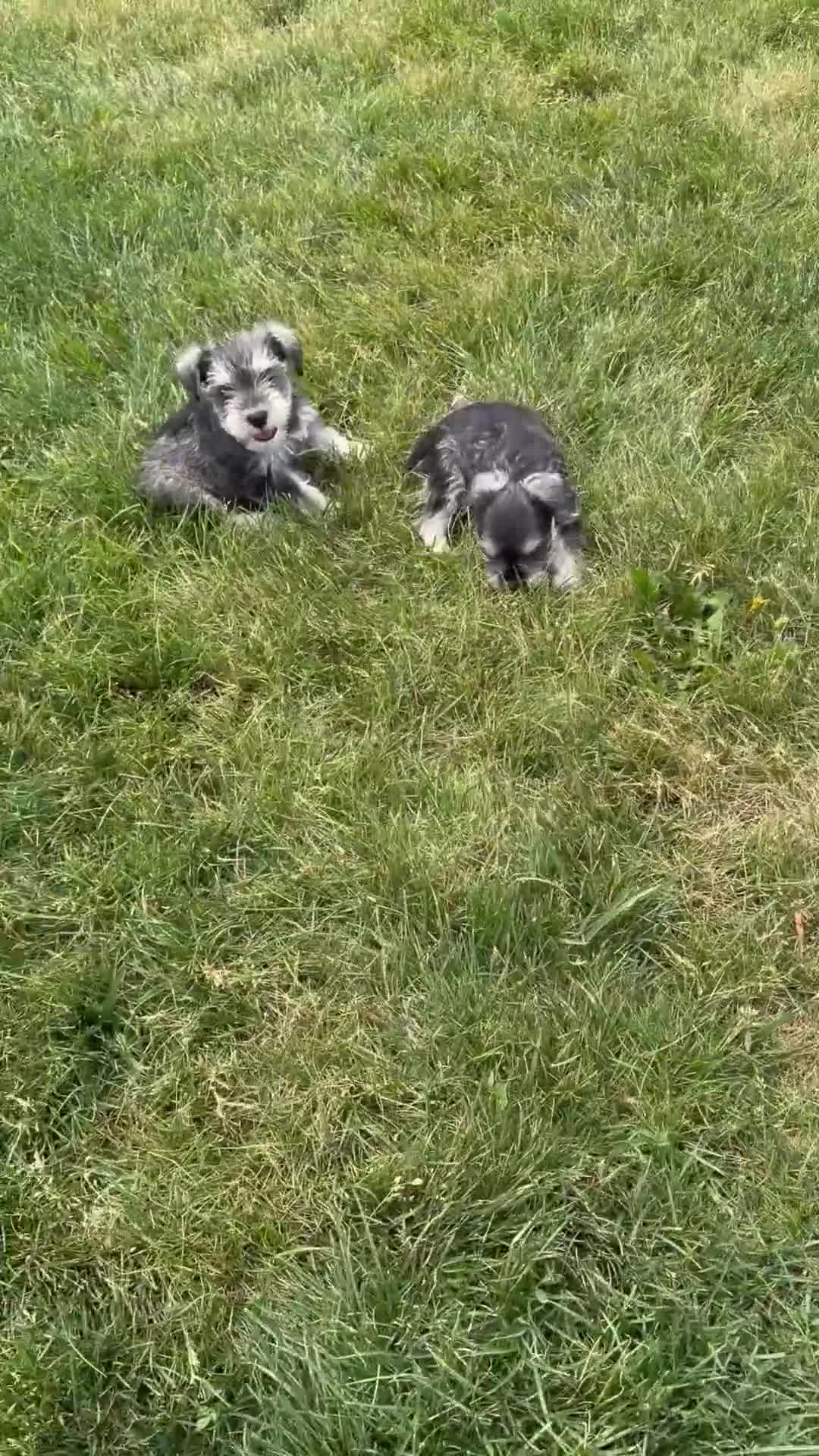 Miniature Schnauzer dogs for sale: Sadie - Video 1