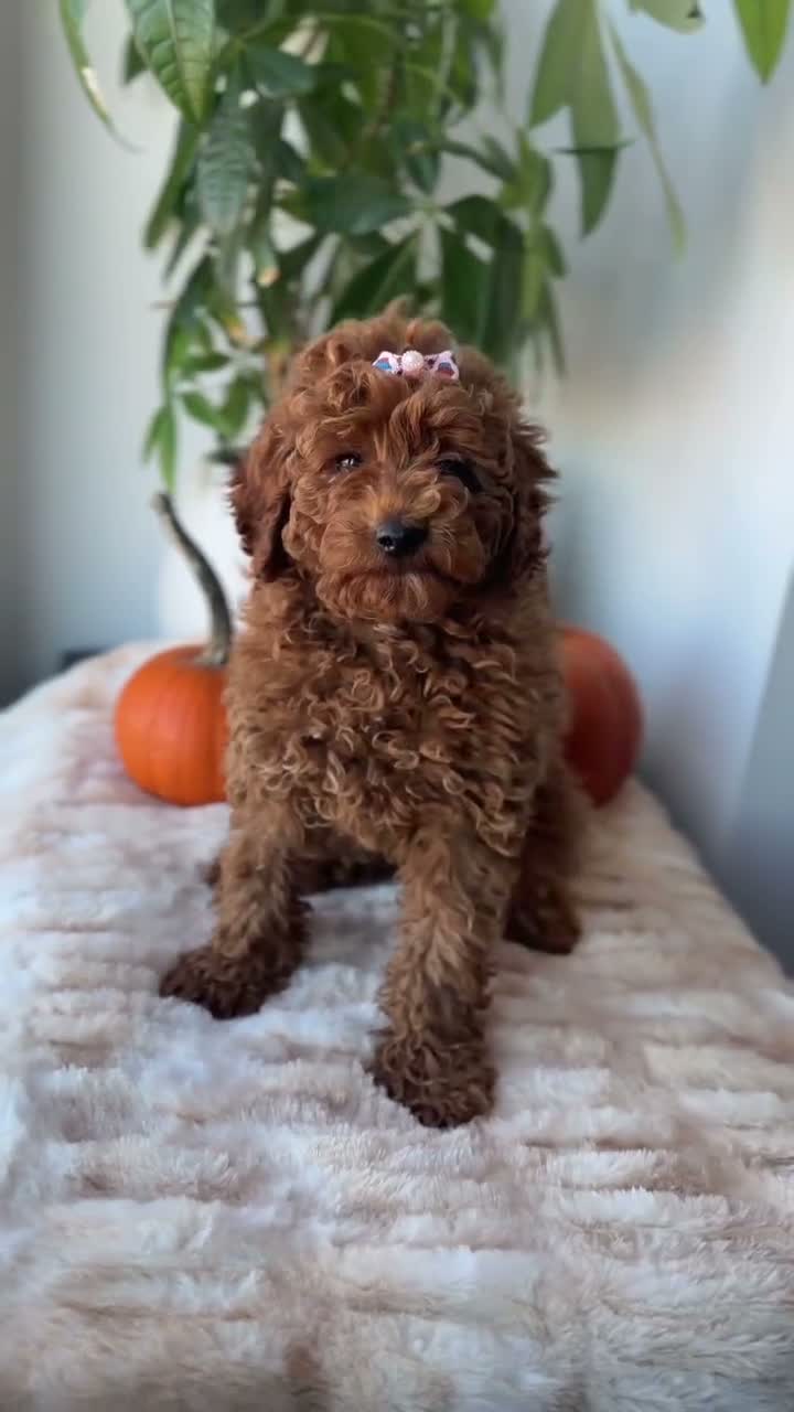 Miniature Poodle dogs for sale: Minnie - Video 1