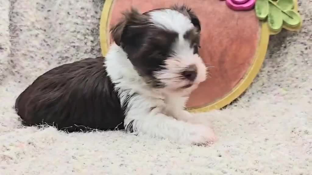 Yorkshire Terrier dogs for sale: Glory - Video 1