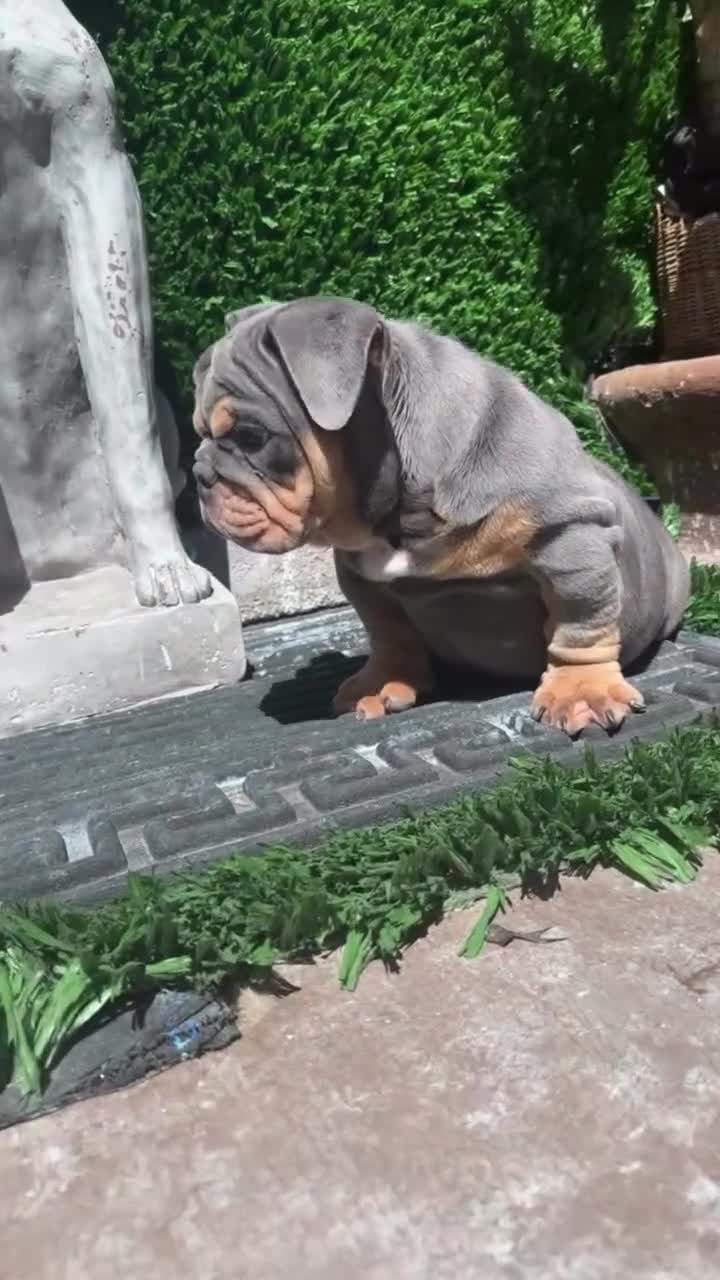 English Bulldog dogs for sale: English Bulldog Puppy 2 - Video 2