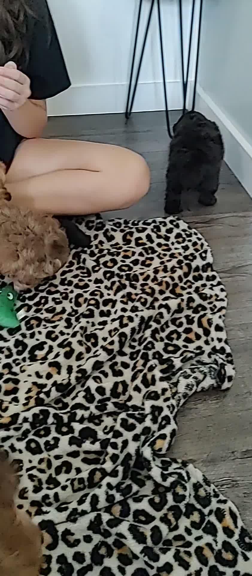 Yorkiepoo dogs for sale: Peanut - Video 2