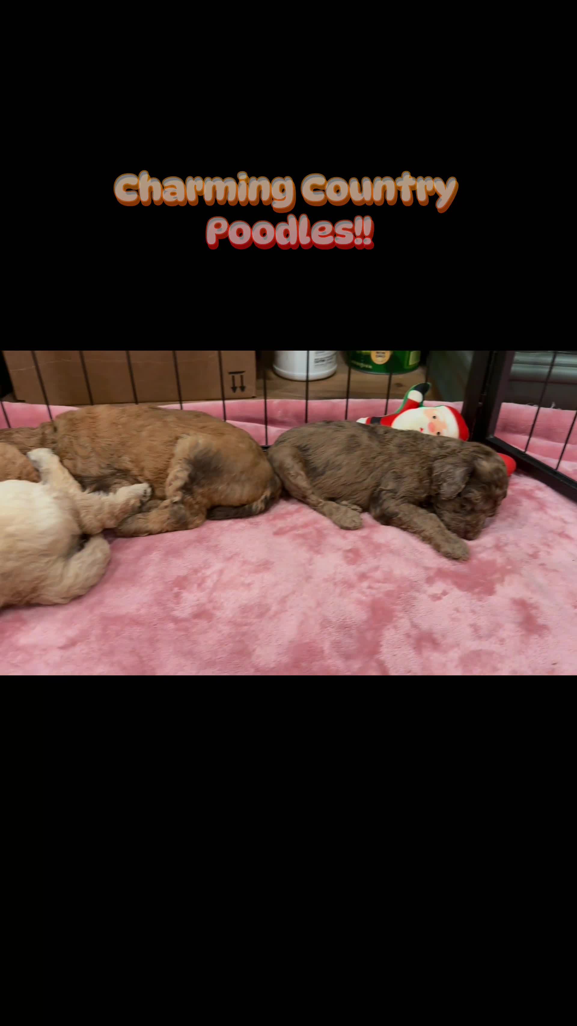 Standard Poodle dogs for sale: Pink Collar  - Video 1