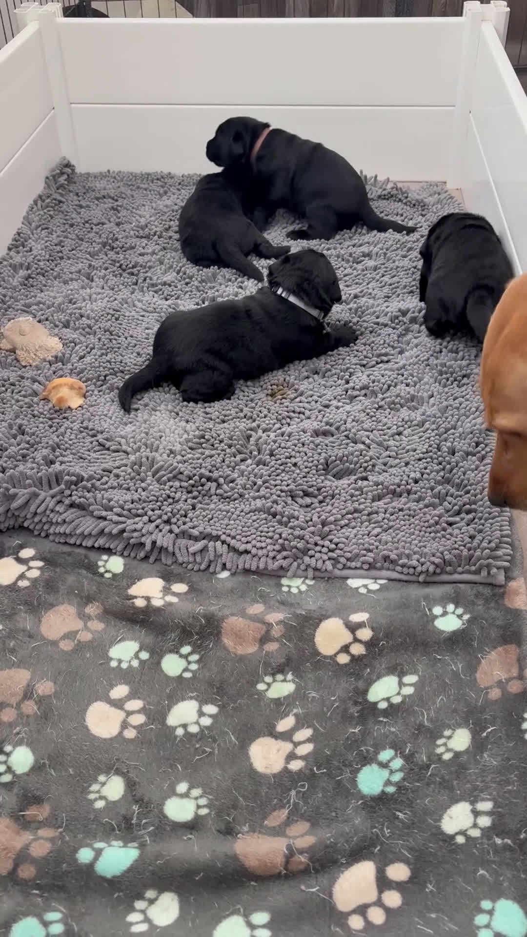 Labrador Retriever dogs for sale: Green collar boy - Video 1